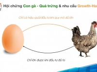 Con gà – Quả trứng